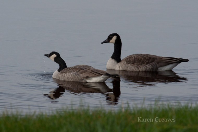 Canada-geese-1658
