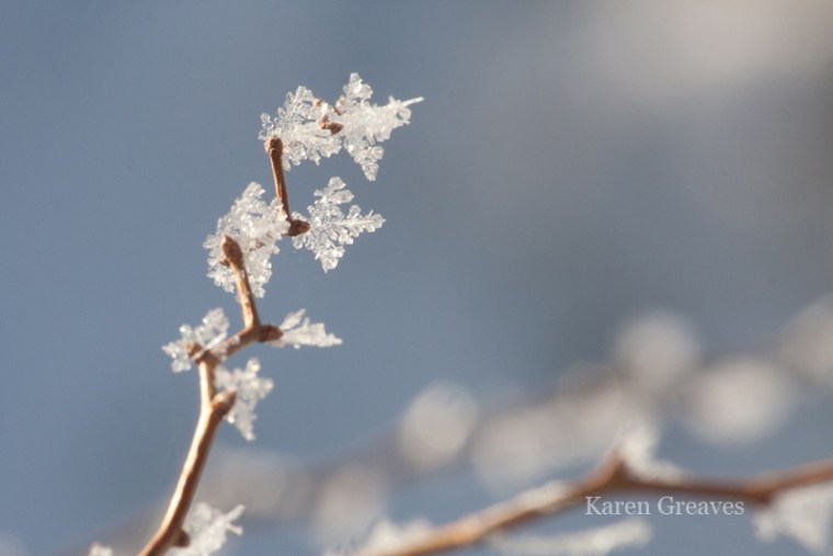 ice-crystal-leaves-3878