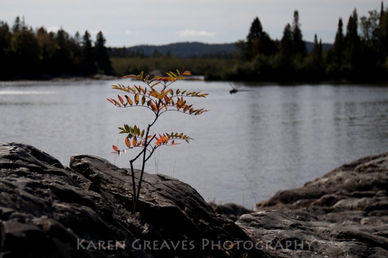 mountain-ash-in-fall.jpg