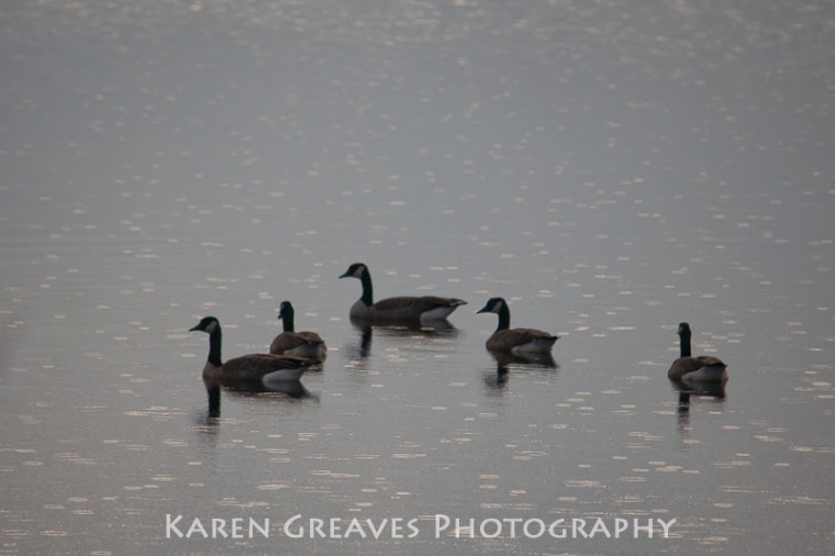 geese-in-the-rain.jpg
