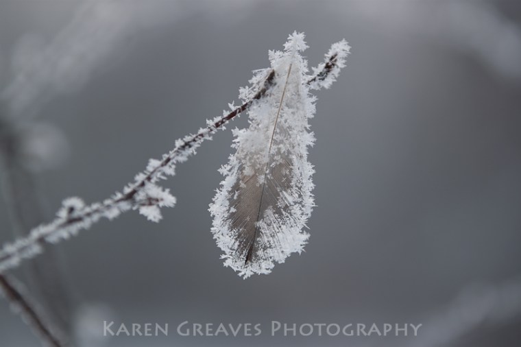frosted feather