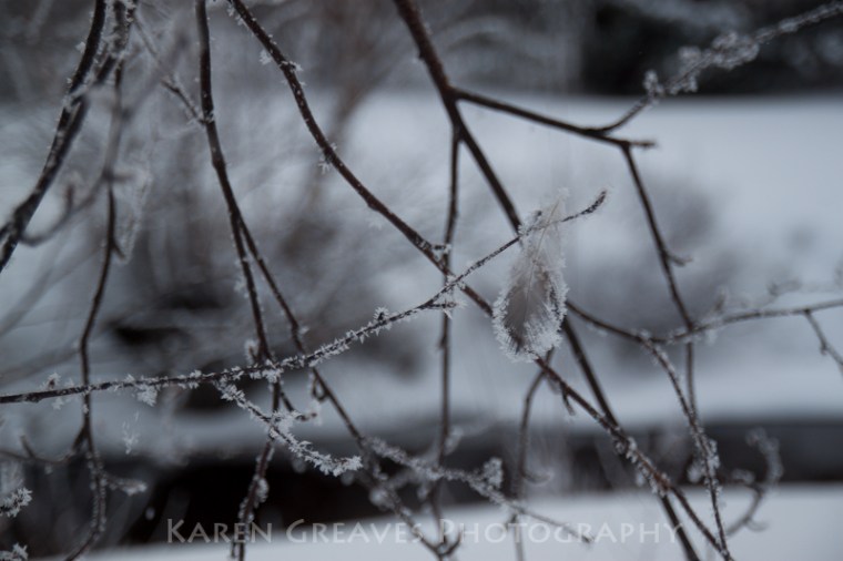 Agimak Creek frosted birch