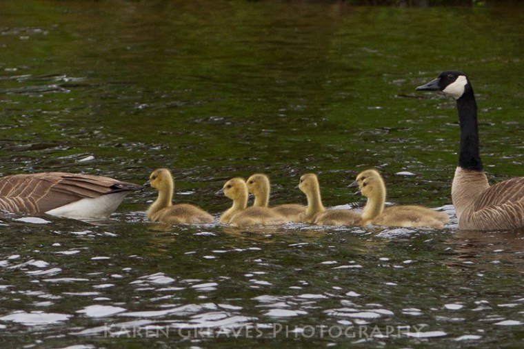Canada geese young close up