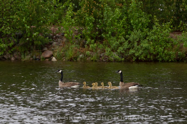 canada geese family