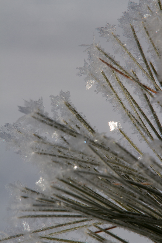 frost on red pine sparkle