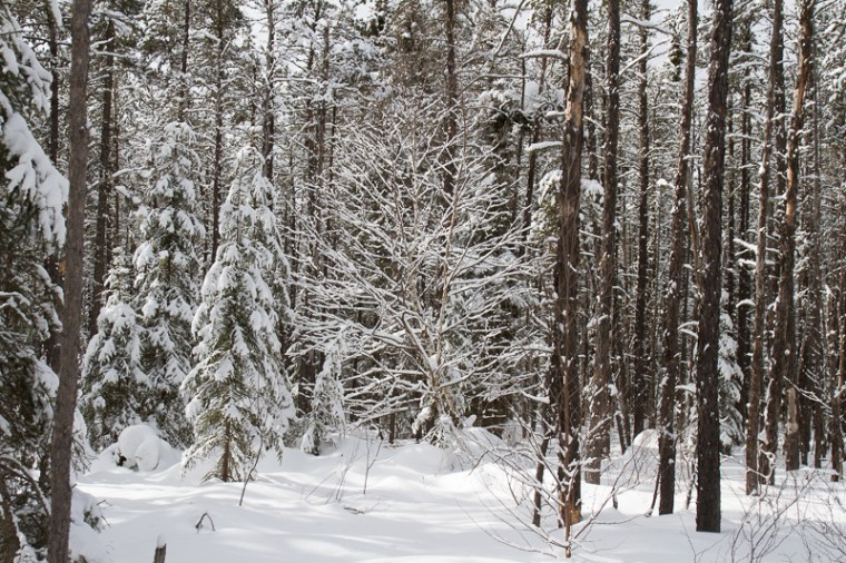 accented horizontal lines