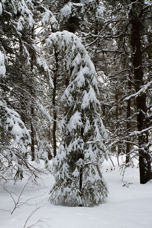snow-laden conifer