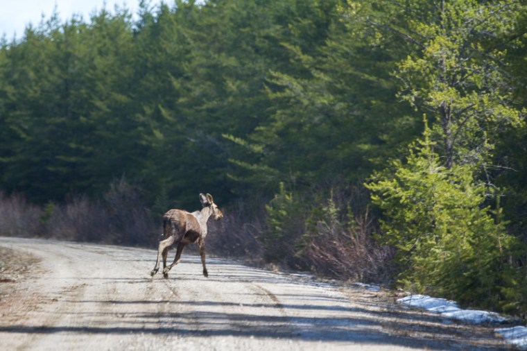 yearling moose in spring