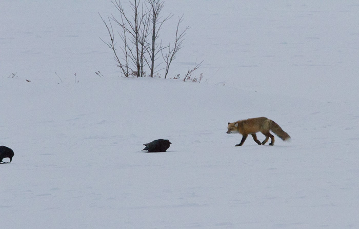 fox sneaking up on birds