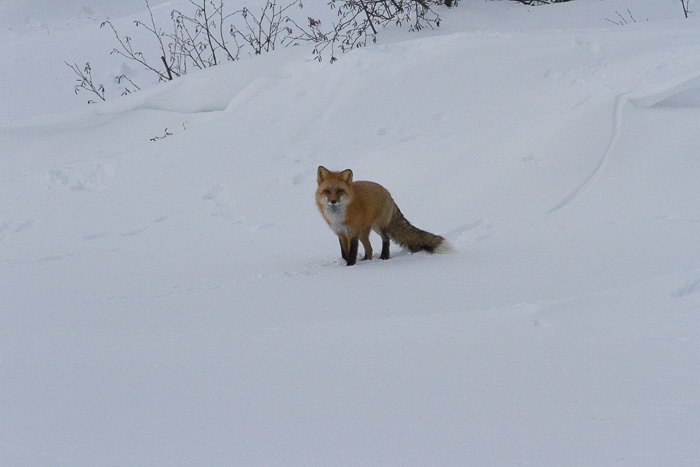 fox in the snow looking