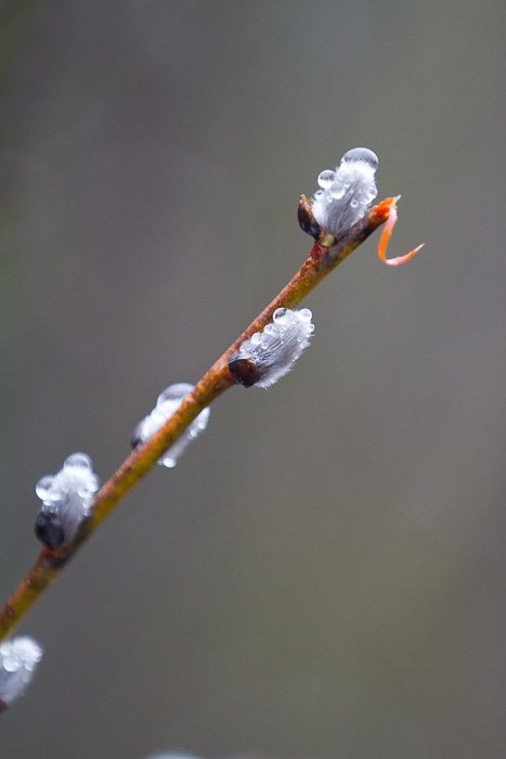 wet pussy willows