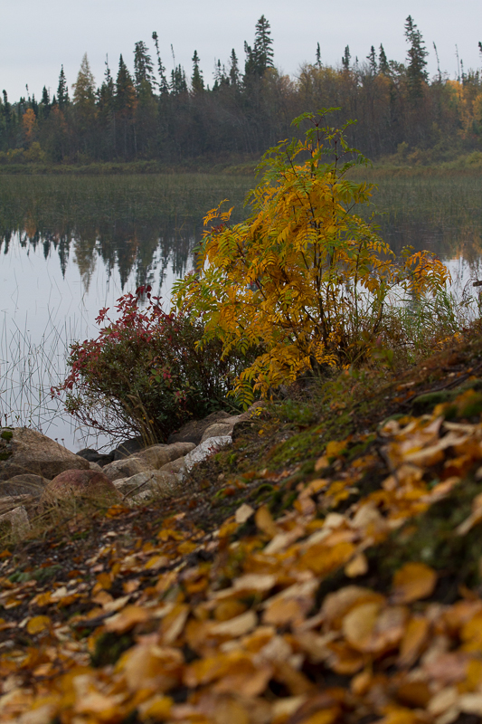 fall colours on lake shore