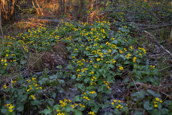 field of marsh marigolds