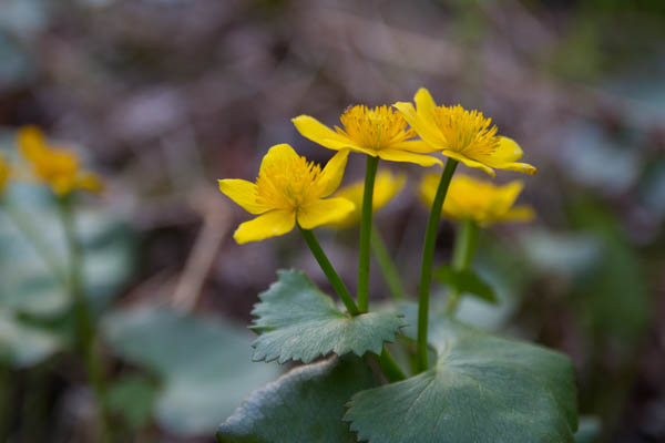 marsh marigolds