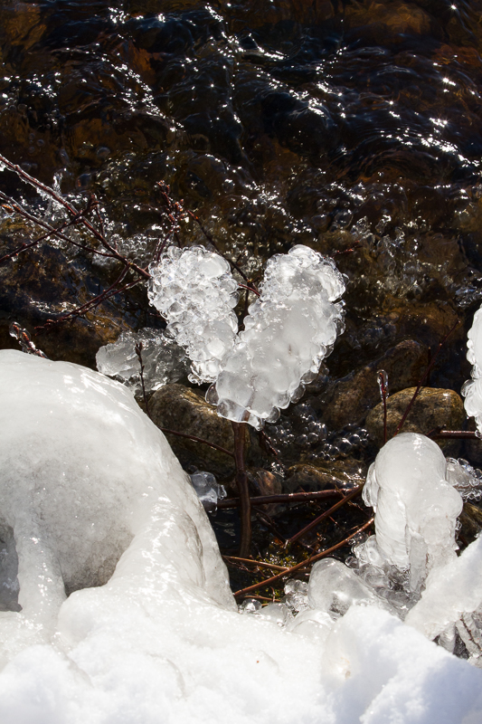 branches covered in frozen bubbles shaped in a heart