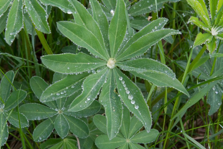 light on foliage with water droplets