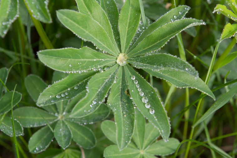 light on foliage with water droplets 2