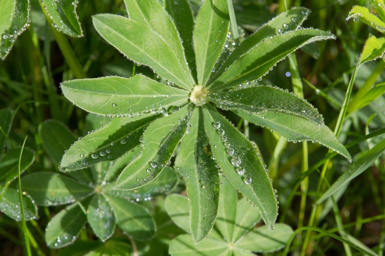 sunshine on foliage with water droplets