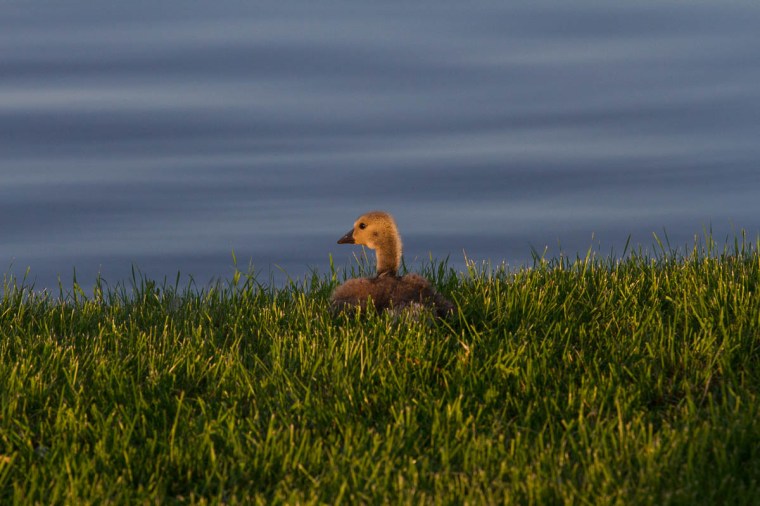 Canada gosling in morning sun