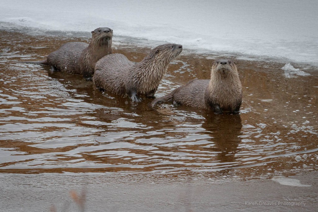 Trio of river otters in icy river